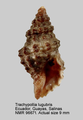 Trachypollia lugubris.jpg - Trachypollia lugubris (C.B.Adams,1852)